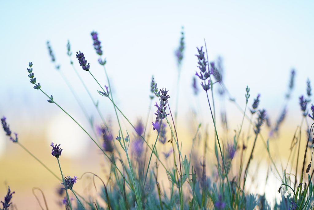 How Am I Really Adjusting to Retirement? ~ BellaArt Creatives