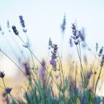 How Am I Really Adjusting to Retirement? ~ BellaArt Creatives